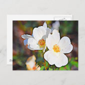 Carte Postale Georgia Cherokee Rose (Devant / Derrière)