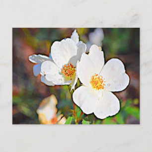 Carte Postale Georgia Cherokee Rose