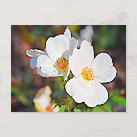 Carte Postale Georgia Cherokee Rose (Devant)