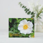 Carte Postale Georgia State Flower : Cherokee Rose (Debout devant)