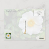 Carte Postale Georgia State Flower : Cherokee Rose (Dos)