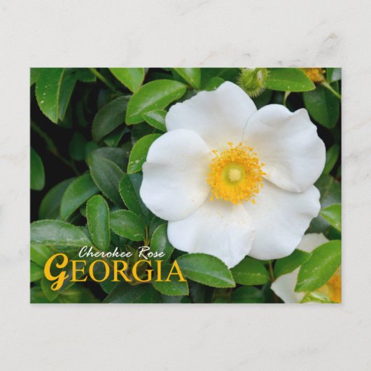 Carte Postale Georgia State Flower : Cherokee Rose (Devant)