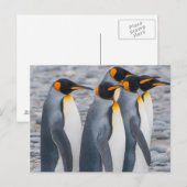 Carte Postale Géorgie du Sud. Pingouins (Devant / Derrière)