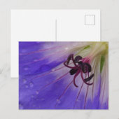 Carte postale Geranium (Devant / Derrière)
