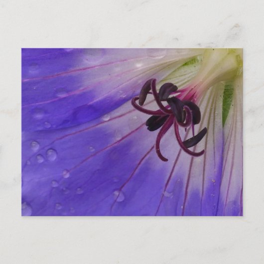 Carte postale Geranium (Devant)