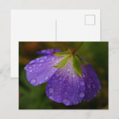 Carte postale Geranium (Devant / Derrière)