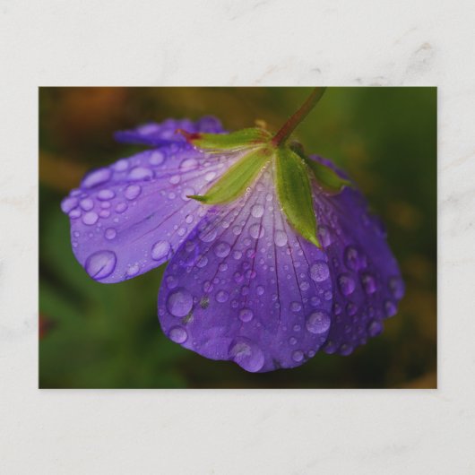 Carte postale Geranium (Devant)