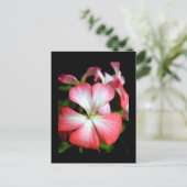 Carte Postale Geranium 'Alberta' (Debout devant)