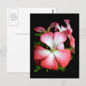 Carte Postale Geranium 'Alberta' (Devant / Derrière)