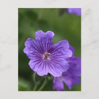Carte Postale Géranium bleu
