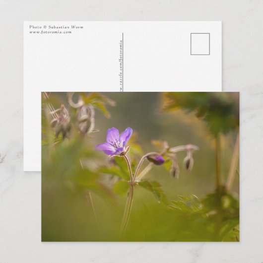 Carte Postale Geranium Blossom (Devant / Derrière)