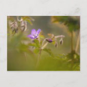 Carte Postale Geranium Blossom (Devant)