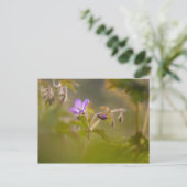 Carte Postale Geranium Blossom (Debout devant)