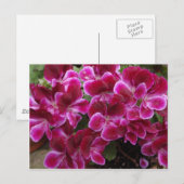 Carte Postale Geranium de Bourgogne (Devant / Derrière)