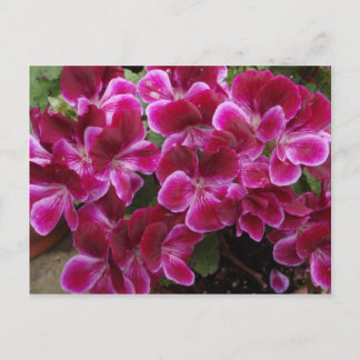 Carte Postale Geranium de Bourgogne