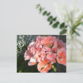 Carte Postale Géranium de corail (Debout devant)