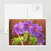 Carte postale Geranium Flower (Devant / Derrière)