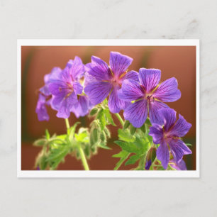 Carte postale Geranium Flower