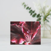 Carte postale Geranium inspirée (Debout devant)