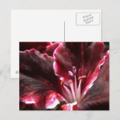 Carte postale Geranium inspirée (Devant / Derrière)