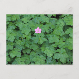 Carte Postale Géranium Lone