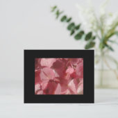 Carte Postale Géranium rose : presque solide Rose clair (Debout devant)