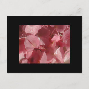 Carte Postale Géranium rose : presque solide Rose clair