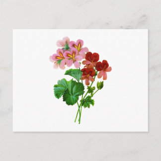 Carte Postale Geranium Variete par Pierre Joseph Redoute
