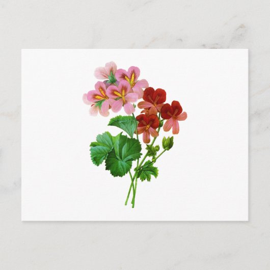Carte Postale Geranium Variete par Pierre Joseph Redoute (Devant)