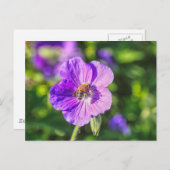 Carte Postale Geranium violet avec abeille à miel (Devant / Derrière)
