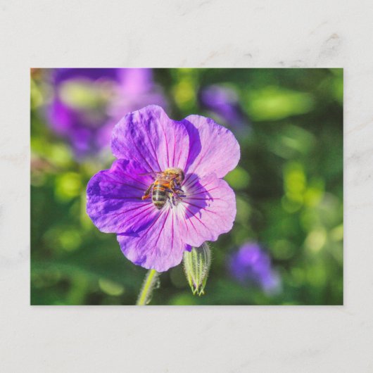 Carte Postale Geranium violet avec abeille à miel (Devant)