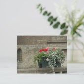 Carte Postale Geraniums (Debout devant)