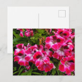 Carte Postale Geraniums (Devant / Derrière)