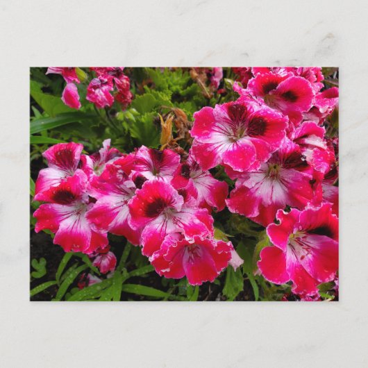 Carte Postale Geraniums (Devant)
