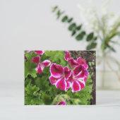 Carte postale Geraniums (Debout devant)