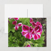 Carte postale Geraniums (Devant / Derrière)