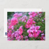 Carte postale Geraniums (Devant / Derrière)