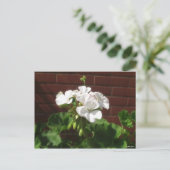 Carte Postale Geraniums blancs 6 (Debout devant)