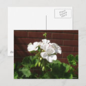 Carte Postale Geraniums blancs 6 (Devant / Derrière)