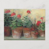 Carte Postale Geraniums dans les pots (Devant)