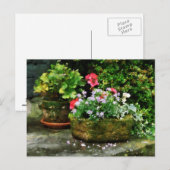 Carte Postale Geraniums et fleurs de lavande sur les marches de (Devant / Derrière)