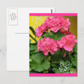 Carte Postale "Géraniums roses en pot" Notes et timbres (Devant / Derrière)