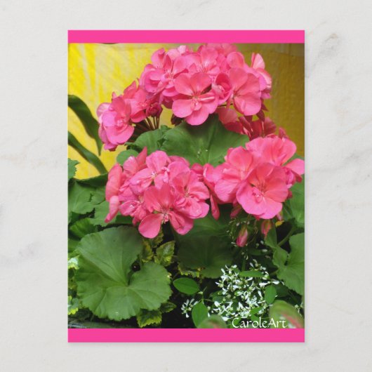 Carte Postale "Géraniums roses en pot" Notes et timbres (Devant)