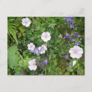 Carte Postale Geraniums roses et Campanula violet do-it-yourself