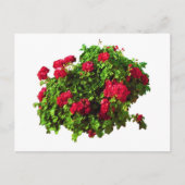 Carte Postale Geraniums rouges (Devant)