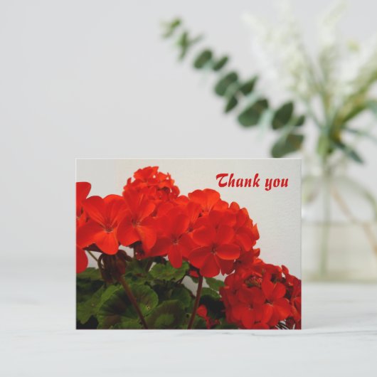 Carte Postale Géraniums rouges (Debout devant)