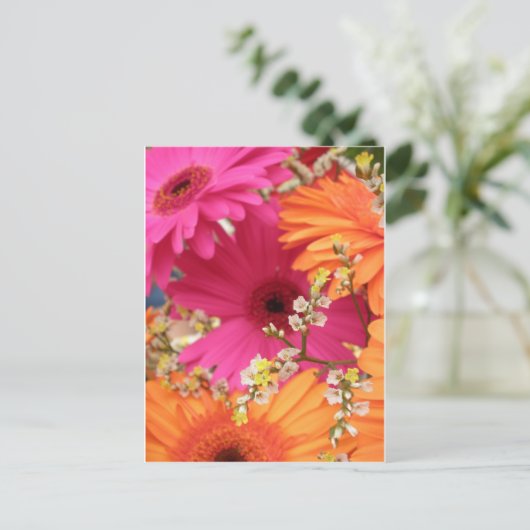 Carte Postale Gerber Daisy (Debout devant)