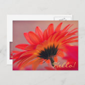 Carte postale Gerber Daisy Photo (Devant / Derrière)