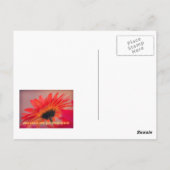 Carte postale Gerber Daisy Photo (Dos)