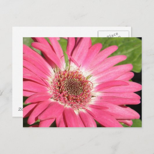 Carte Postale Gerber Daisy rose (Devant / Derrière)